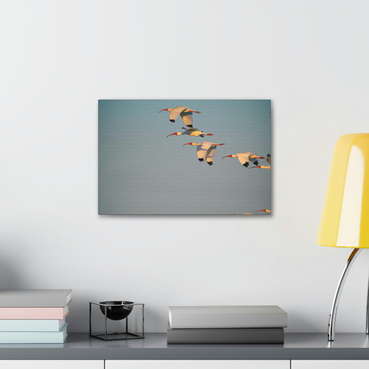 White Ibis in Flight - Canvas