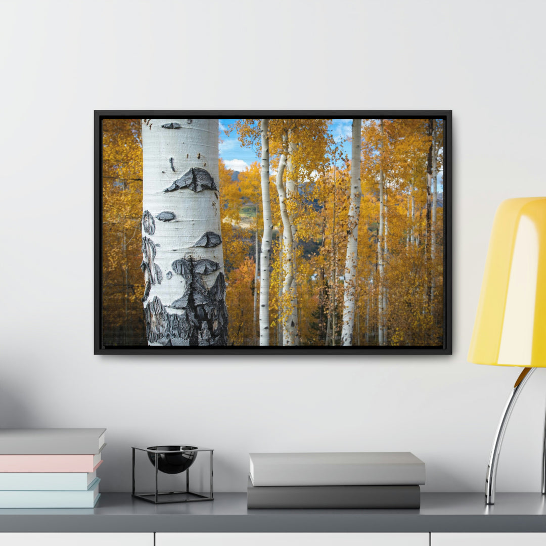 Aspens Changing - Canvas with Frame