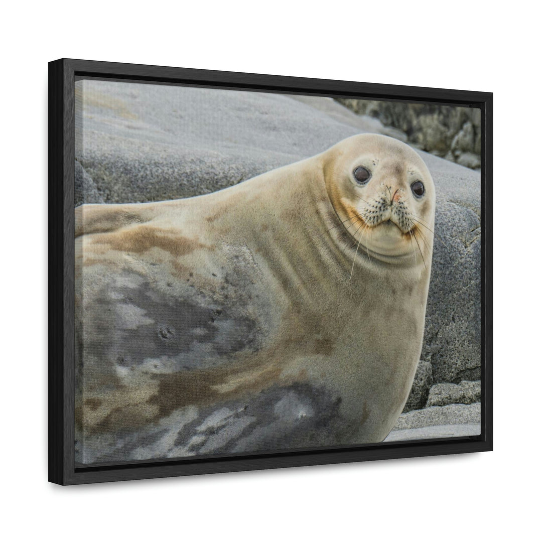 Weddell Smile - Canvas with Frame