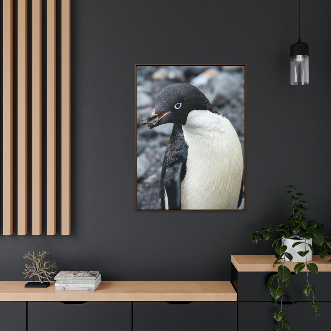 A Penguin's Pebble - Canvas with Frame