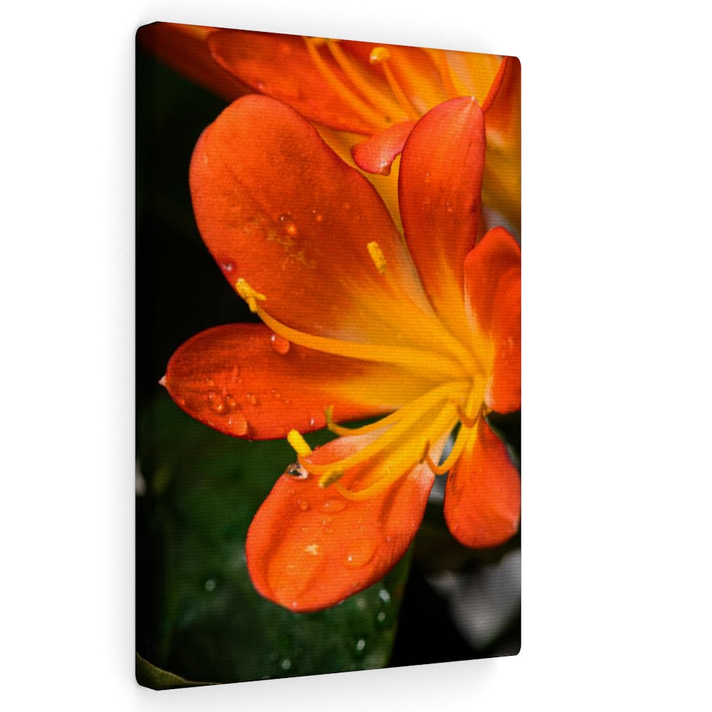 Bright Bush Lily - Canvas