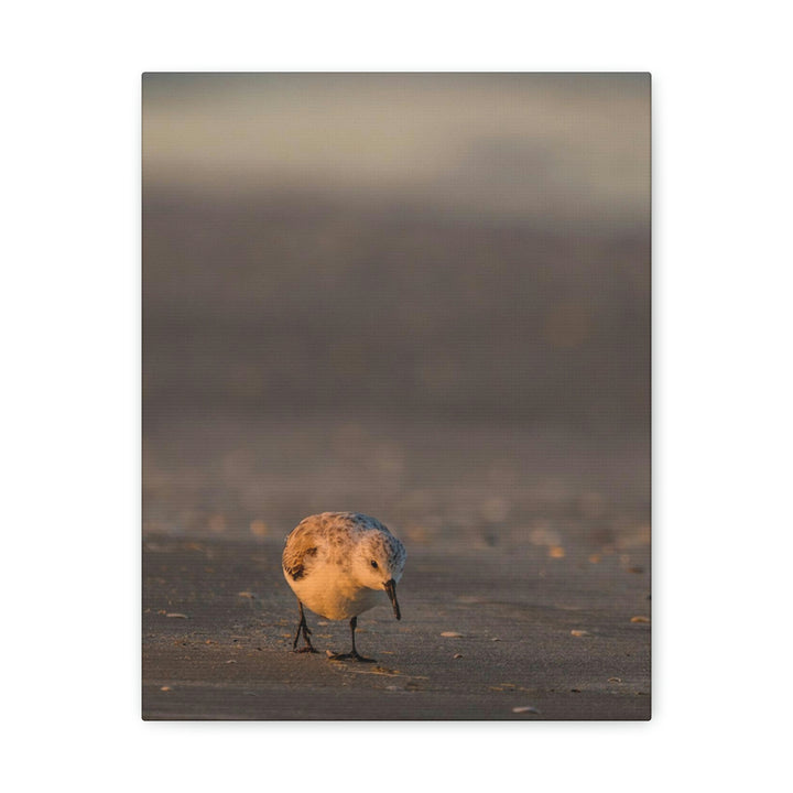 Feeding Sanderling - Canvas