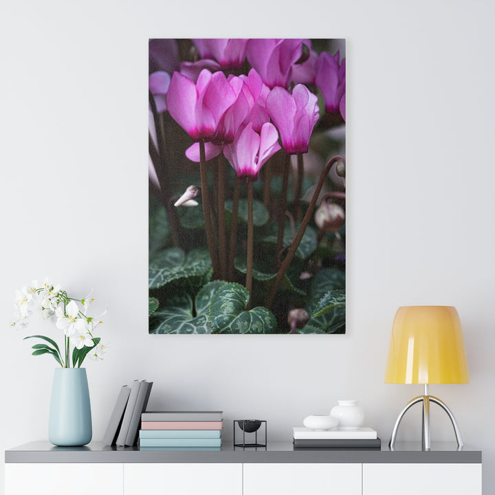 Cyclamen Reach - Canvas