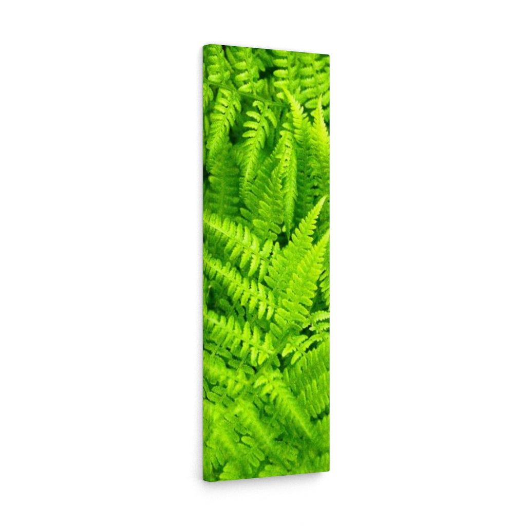 Ferns, Ferns, Ferns - Canvas