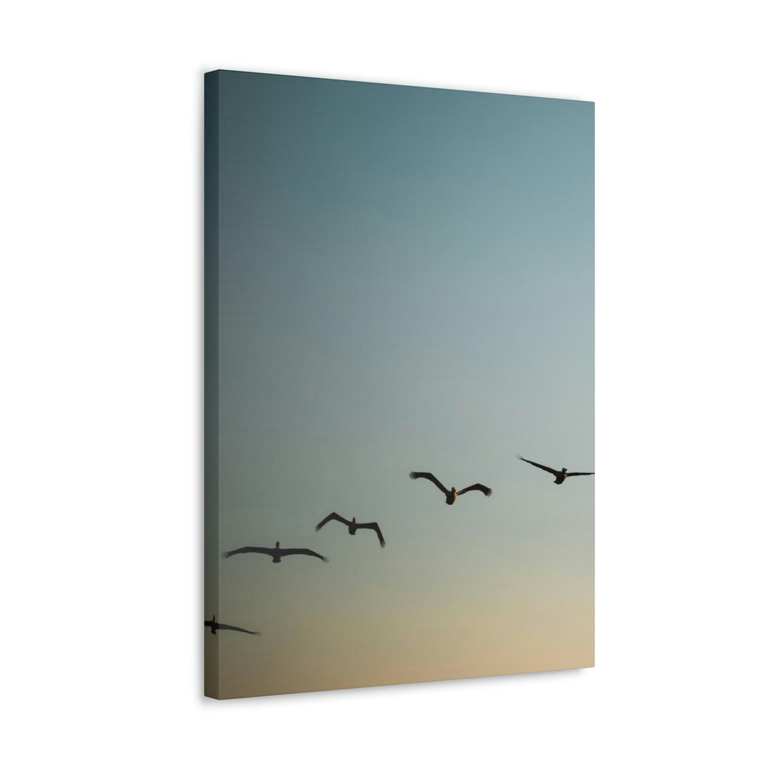 Brown Pelicans in Flight - Canvas