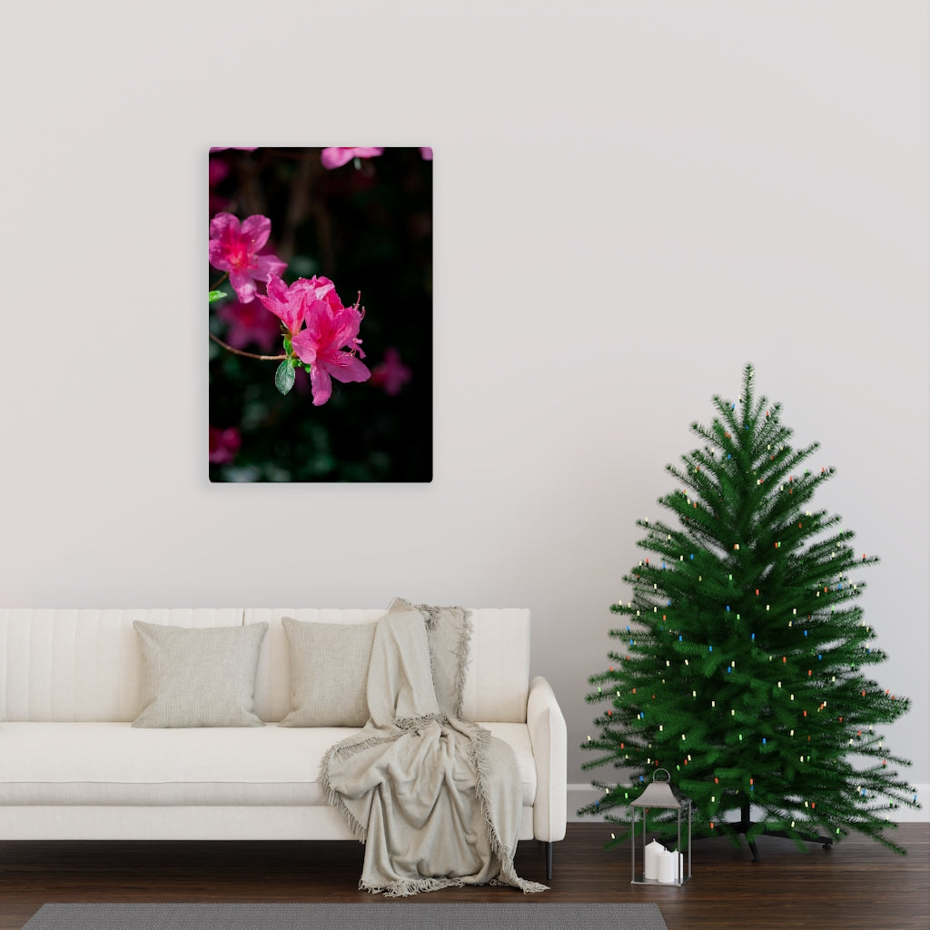 Standout Azalea - Canvas