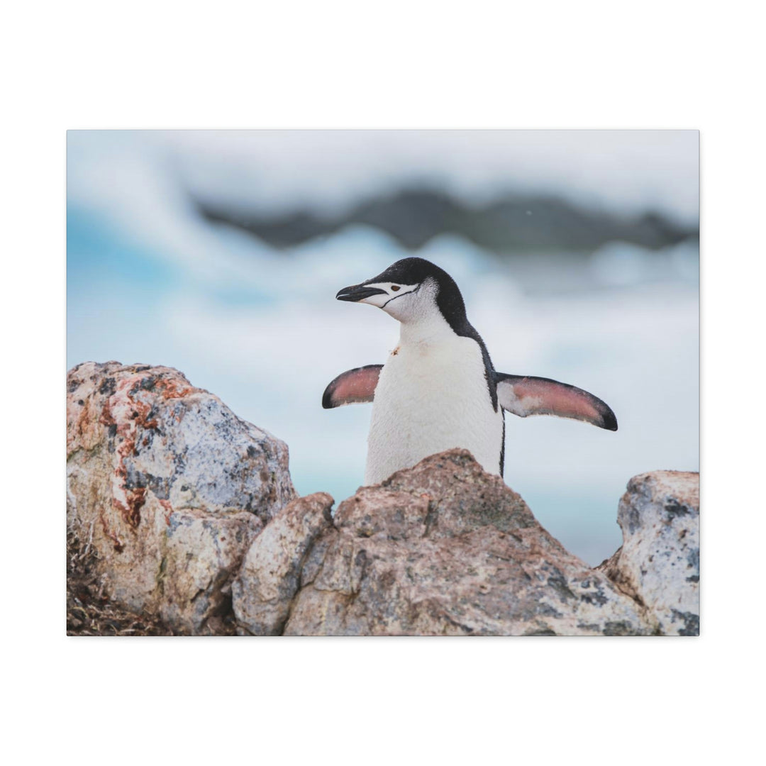 Stretched Penguin - Canvas