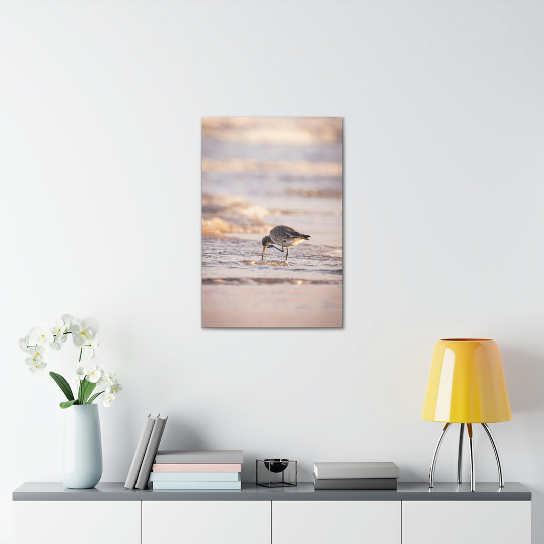 Willet Itch - Canvas