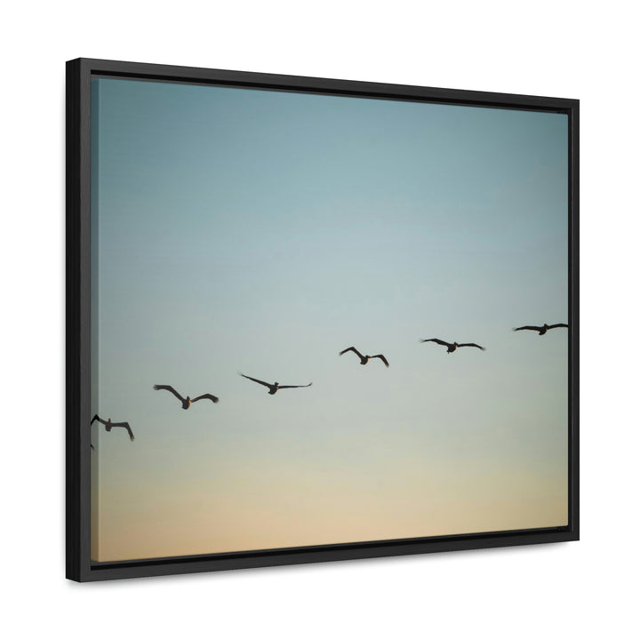 Brown Pelicans in Flight - Canvas with Frame