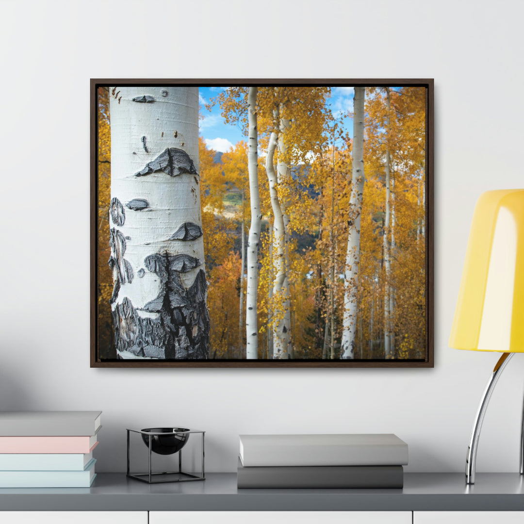 Aspens Changing - Canvas with Frame