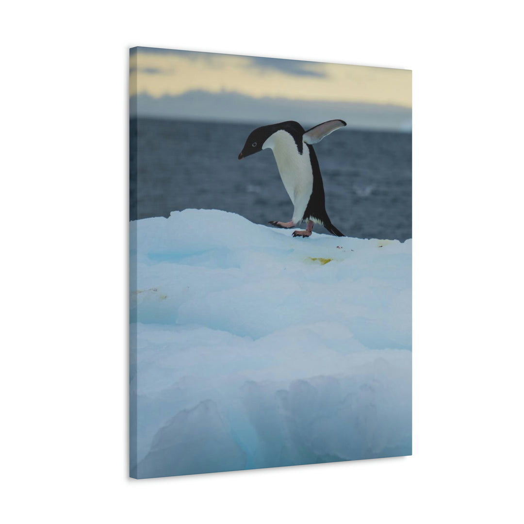 Penguin Dance - Canvas