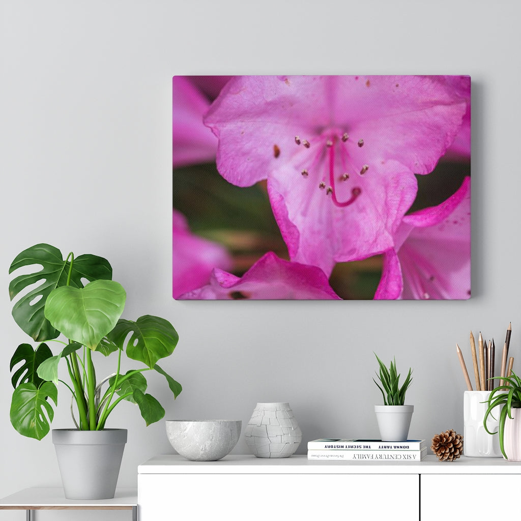 Soft Pinks - Canvas