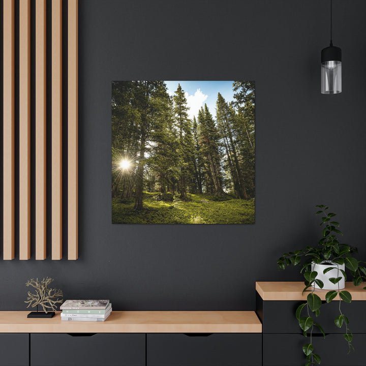 Forest Light - Canvas