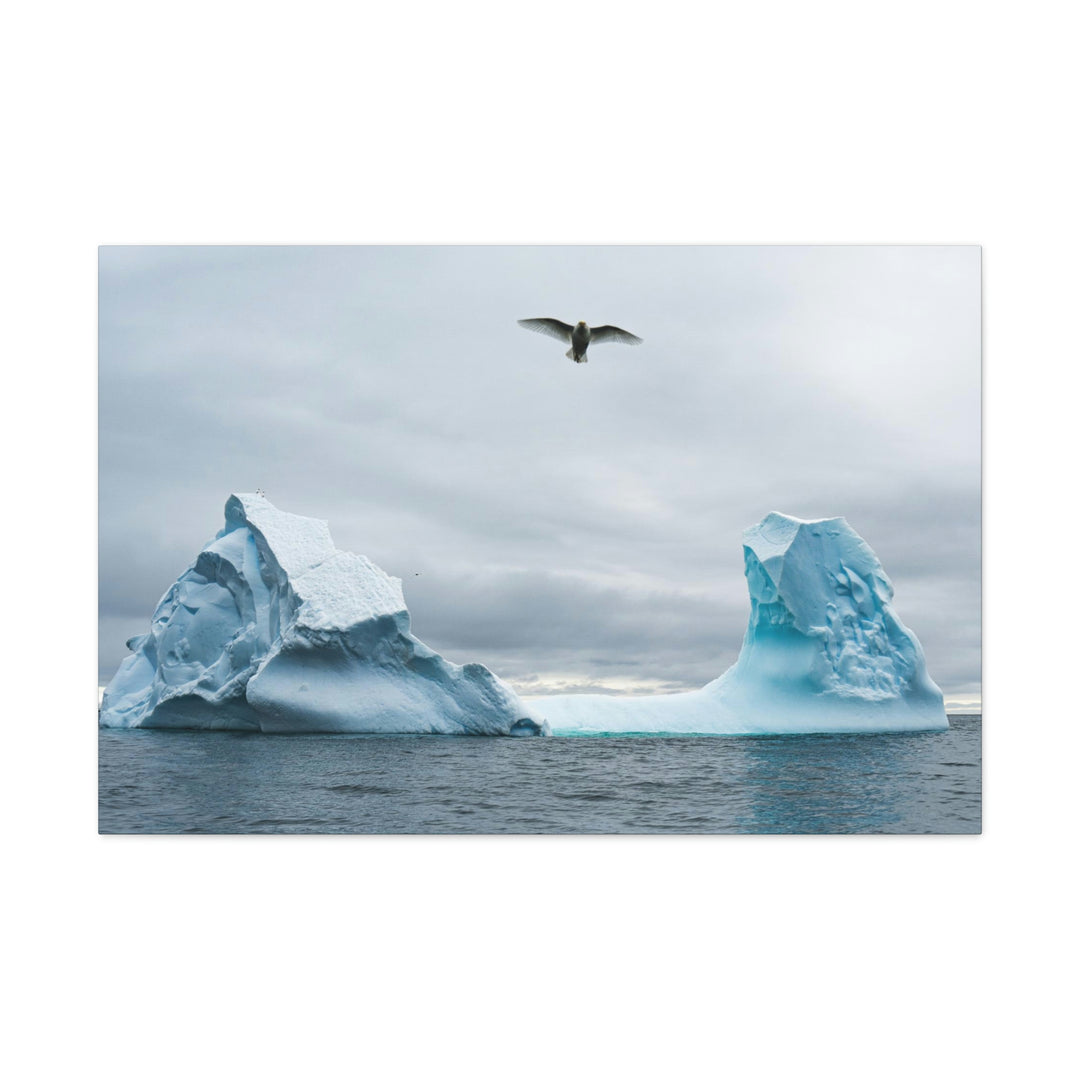 Antarctic Flight - Canvas