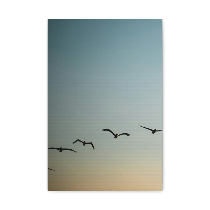 Brown Pelicans in Flight - Canvas