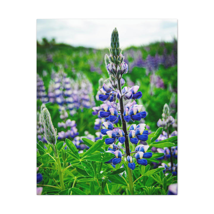 Glowing Lupin - Canvas