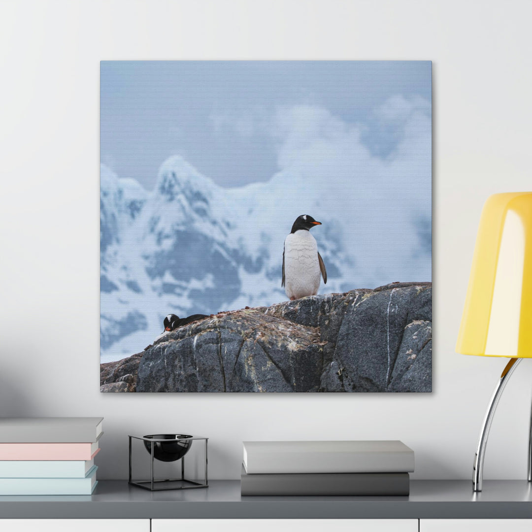 Poised Penguin - Canvas