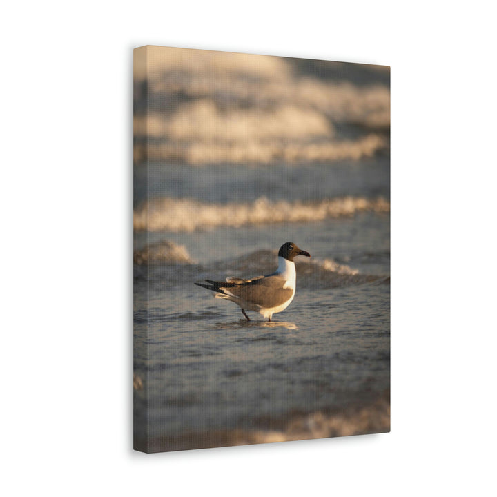 Laughing Gull in the Surf - Canvas