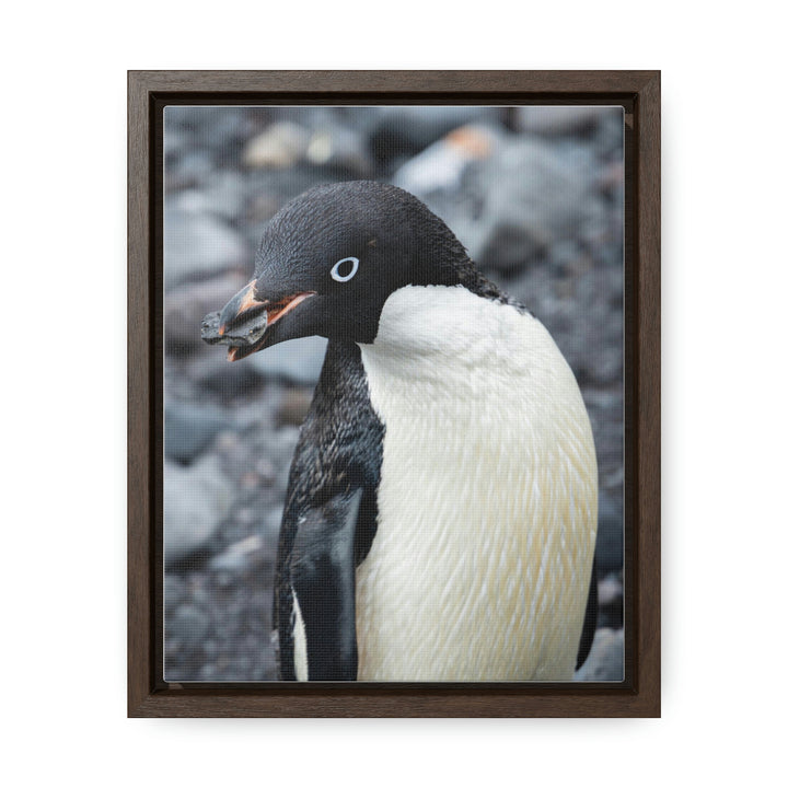 A Penguin's Pebble - Canvas with Frame