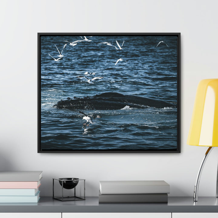 Humpback Hello - Canvas with Frame