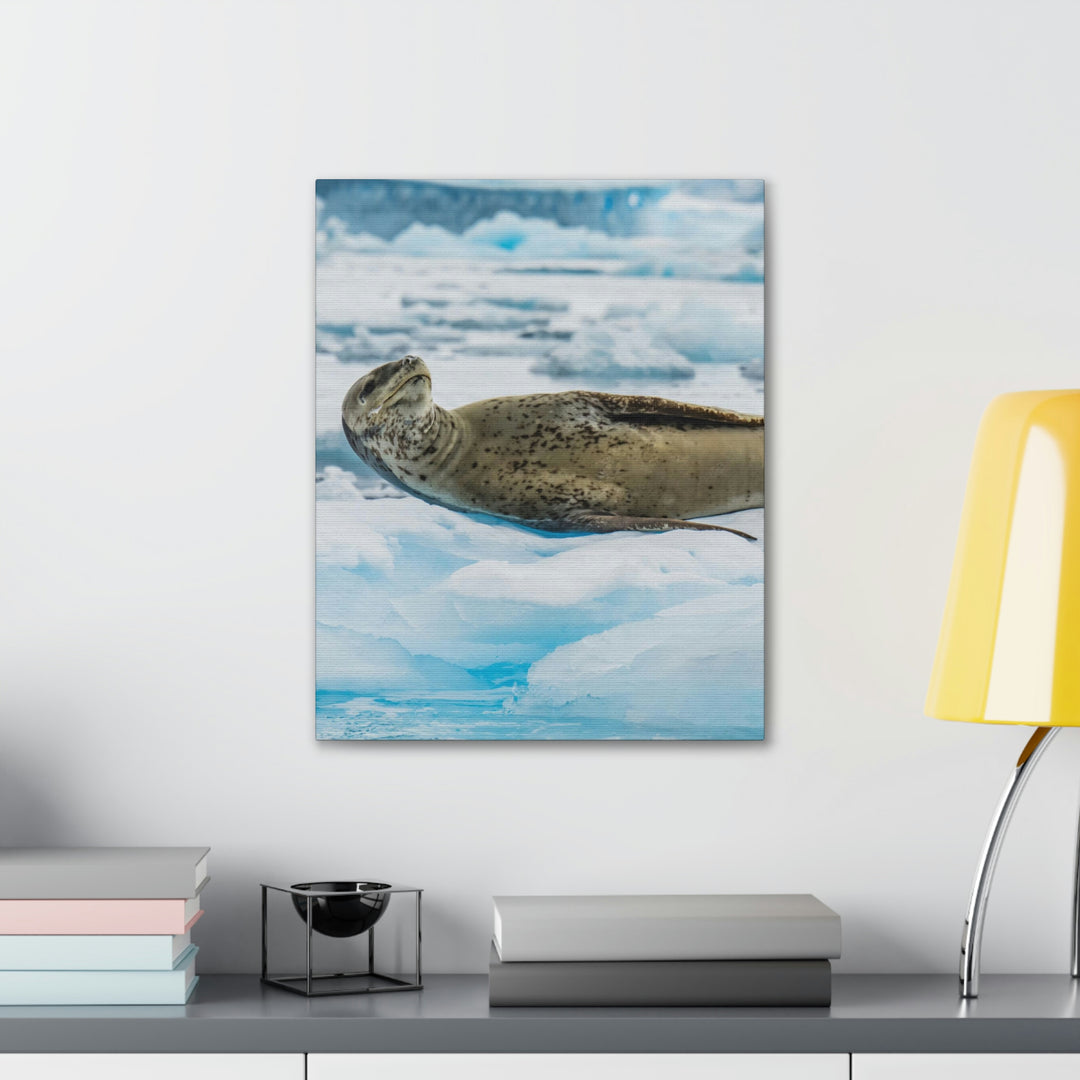 Leopard Seal Relaxing - Canvas