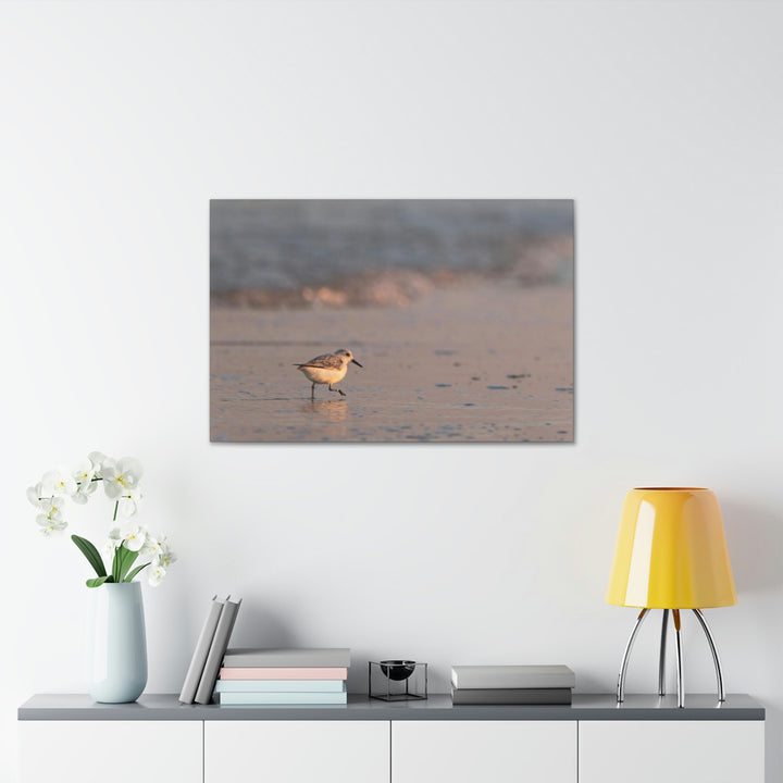 Sanderling in Soft Dusk Light - Canvas