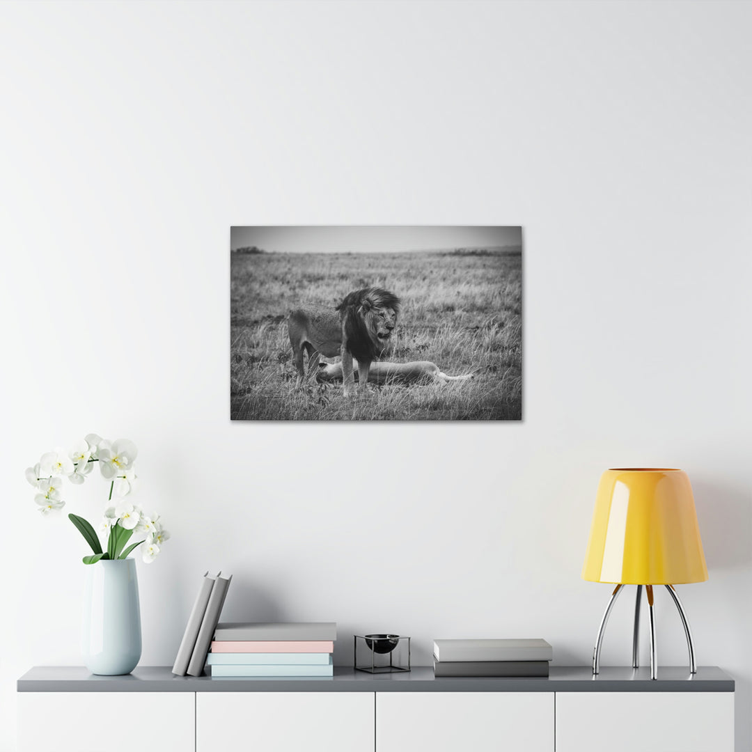 Mating Lions in Black and White - Canvas