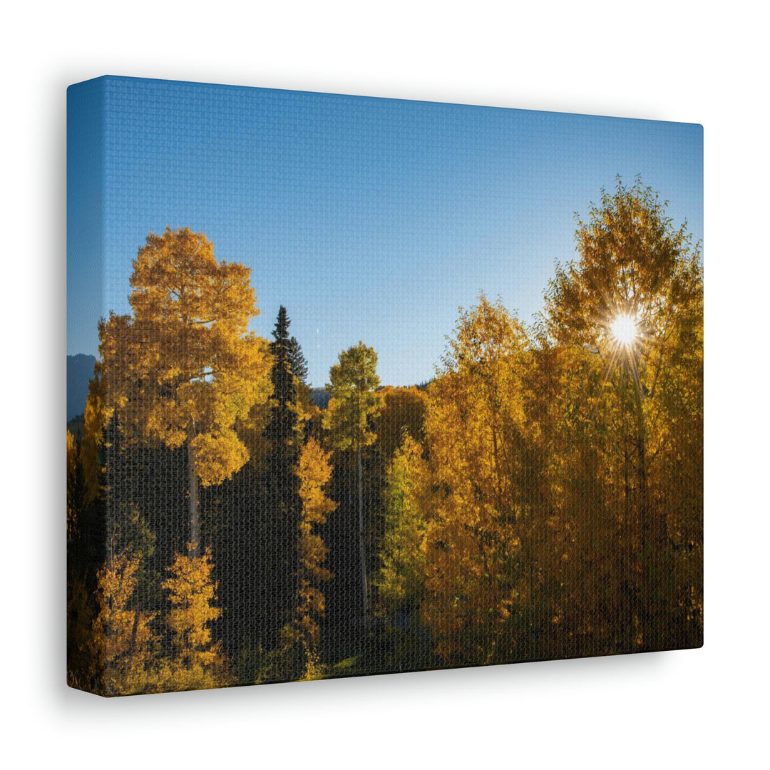 Sun Through the Aspens - Canvas