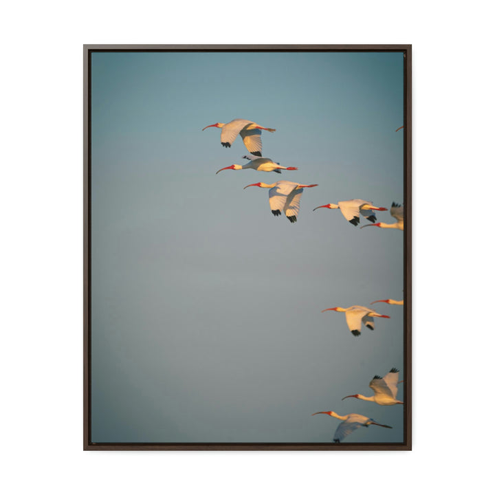 White Ibis in Flight - Canvas with Frame