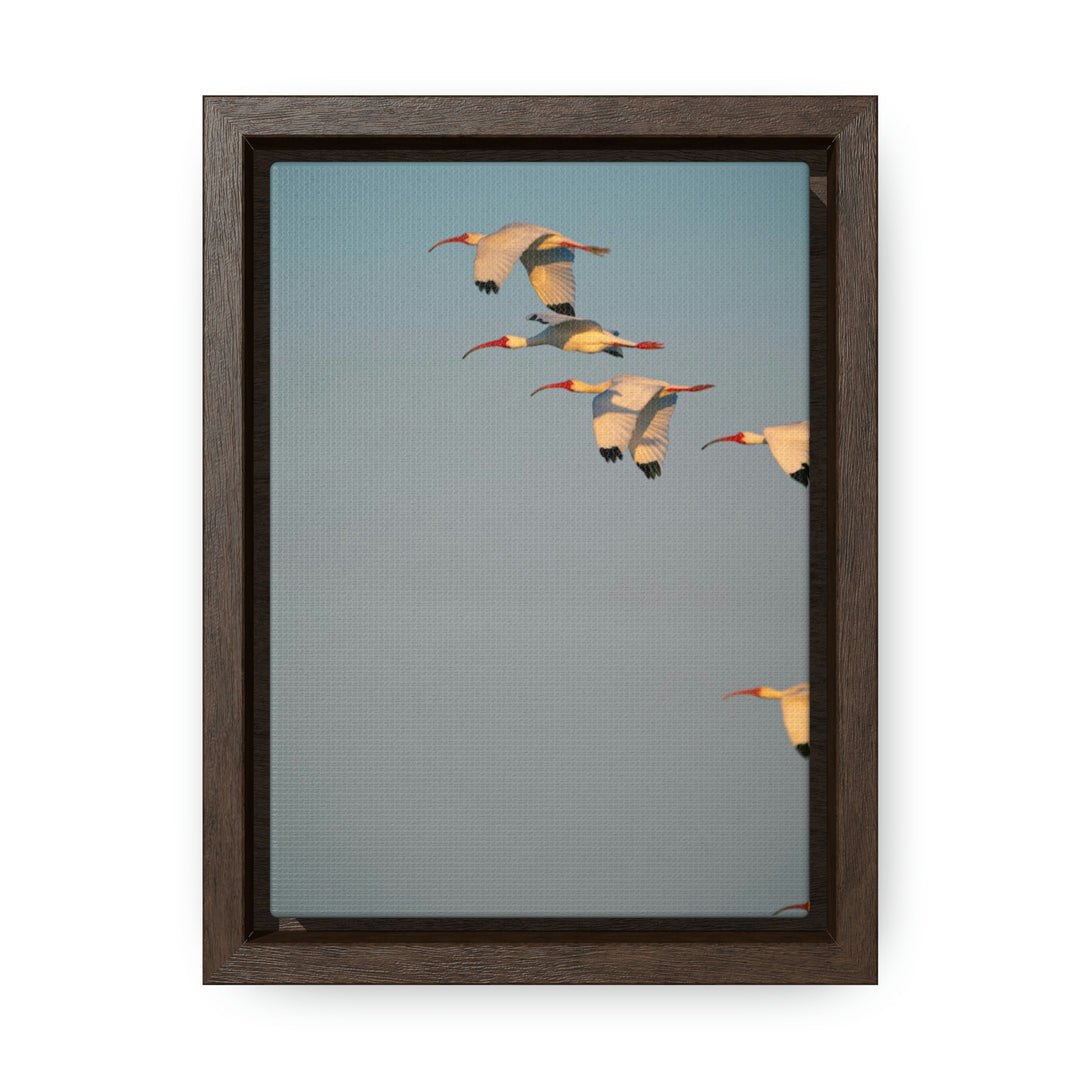 White Ibis in Flight - Canvas with Frame