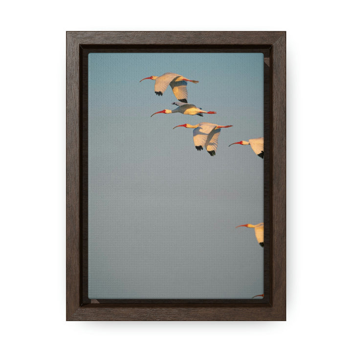 White Ibis in Flight - Canvas with Frame