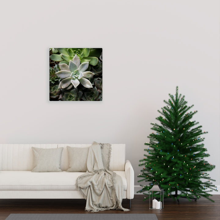 Succulent - Array - Canvas