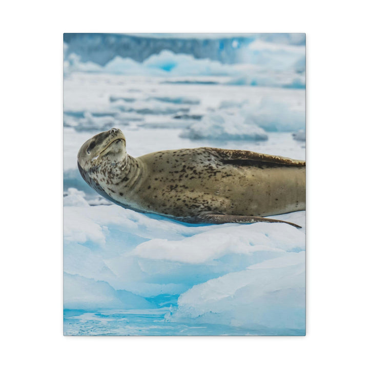 Leopard Seal Relaxing - Canvas