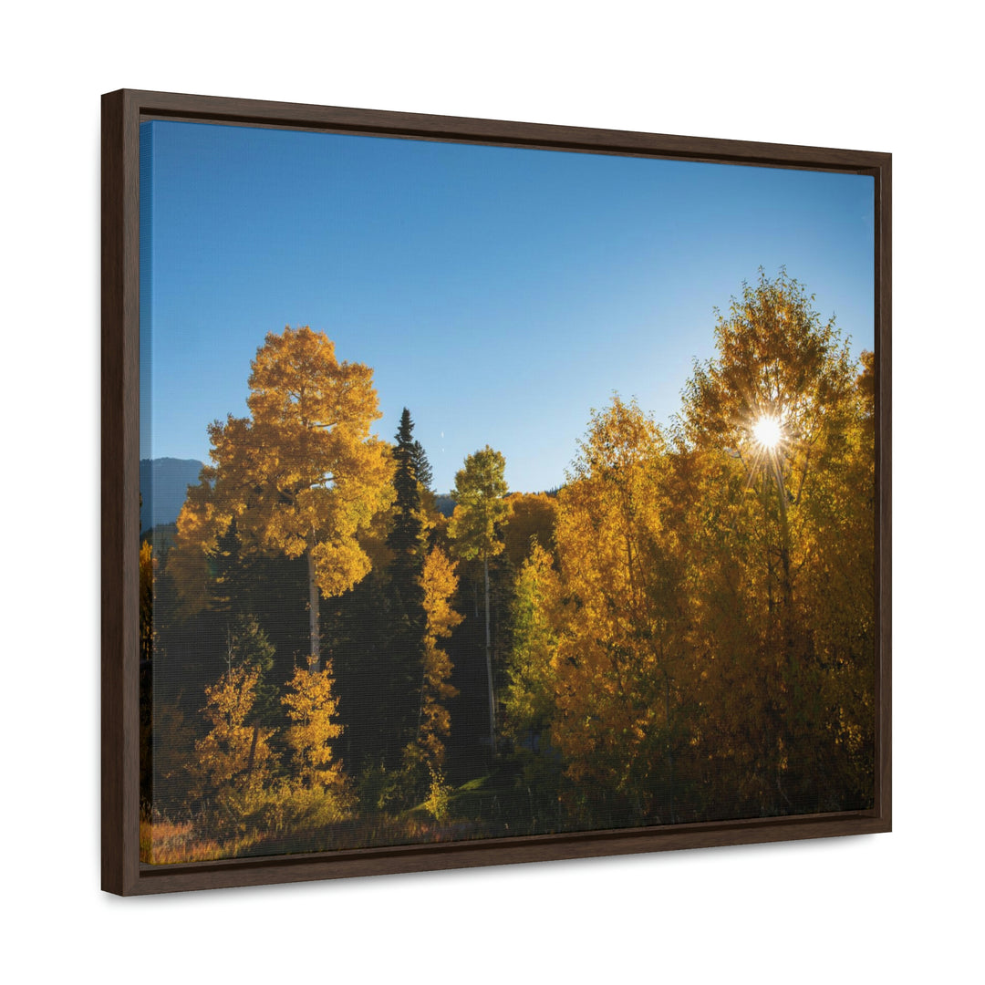 Sun Through the Aspens - Canvas with Frame