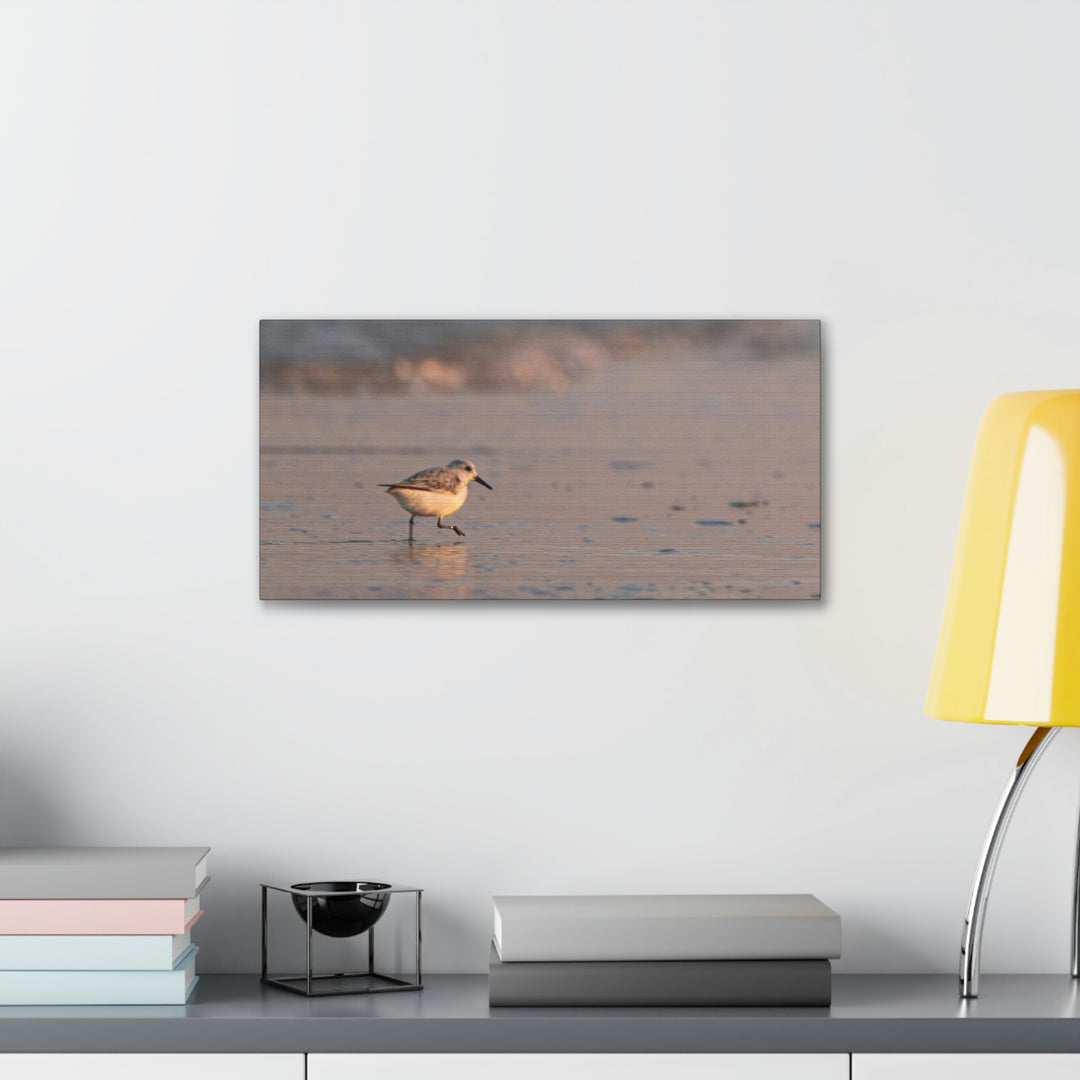 Sanderling in Soft Dusk Light - Canvas