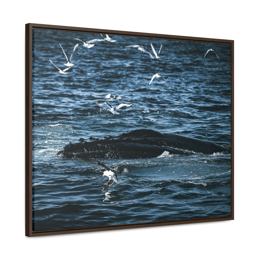 Humpback Hello - Canvas with Frame