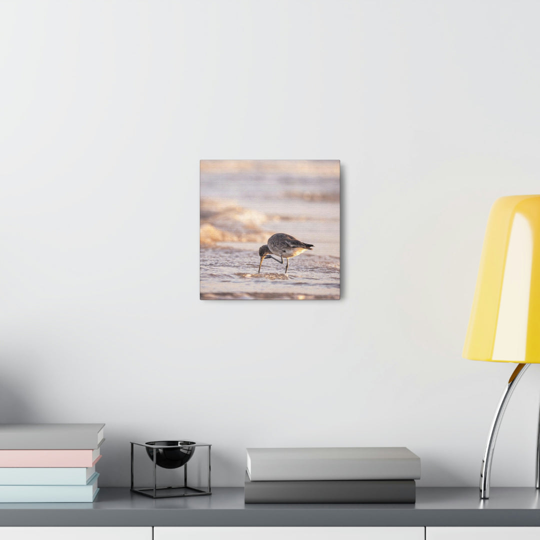 Willet Itch - Canvas