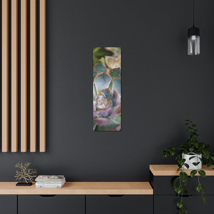 Stunning Succulent - Canvas