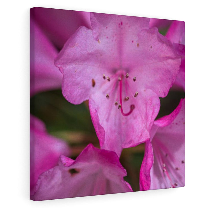 Soft Pinks - Canvas