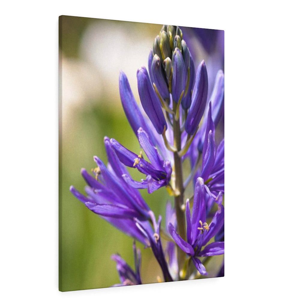 Camas in Bloom - Canvas