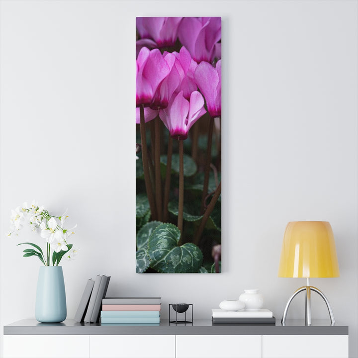 Cyclamen Reach - Canvas