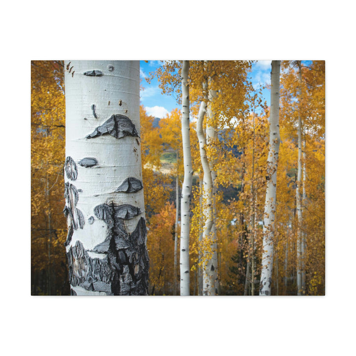 Aspens Changing - Canvas