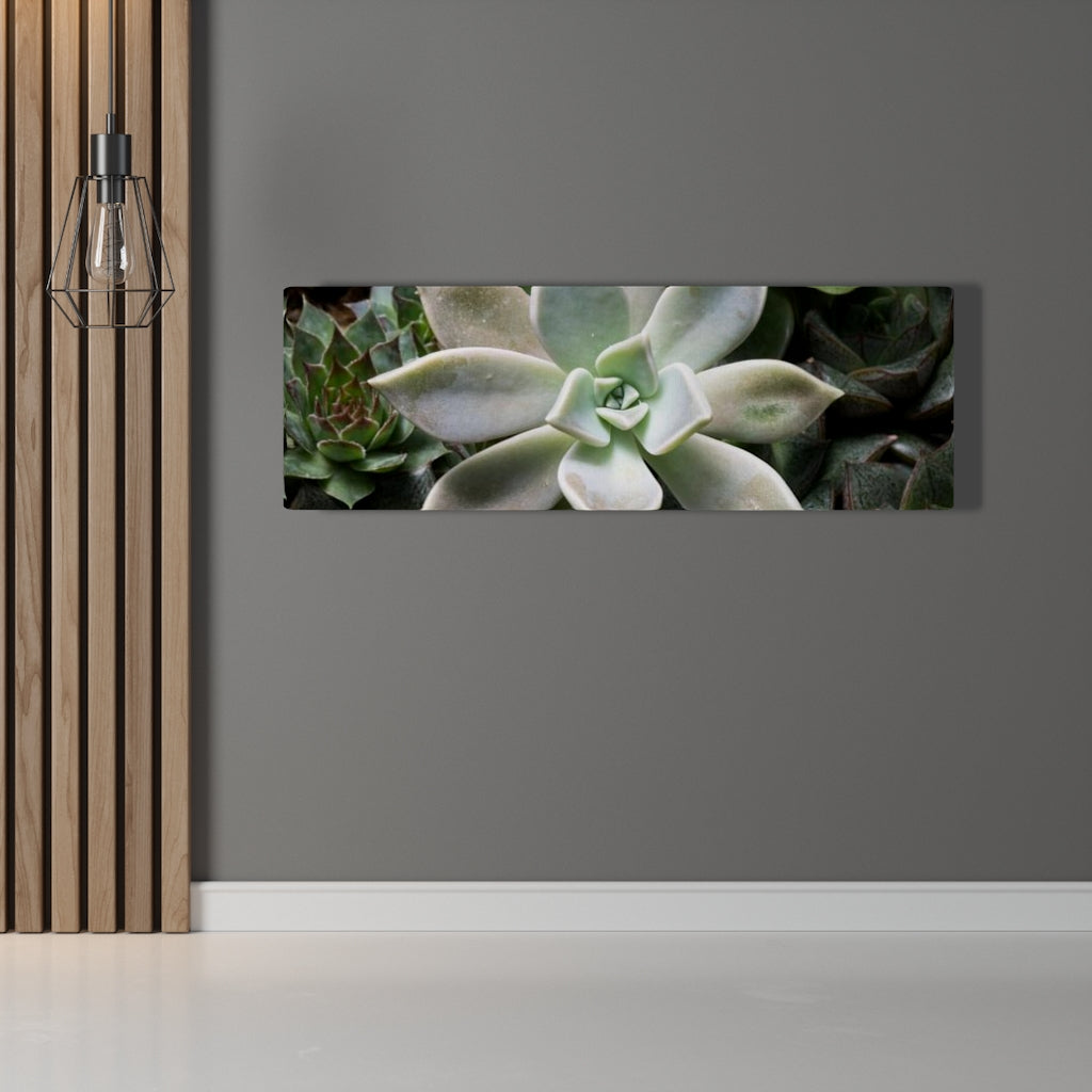 Succulent - Array - Canvas