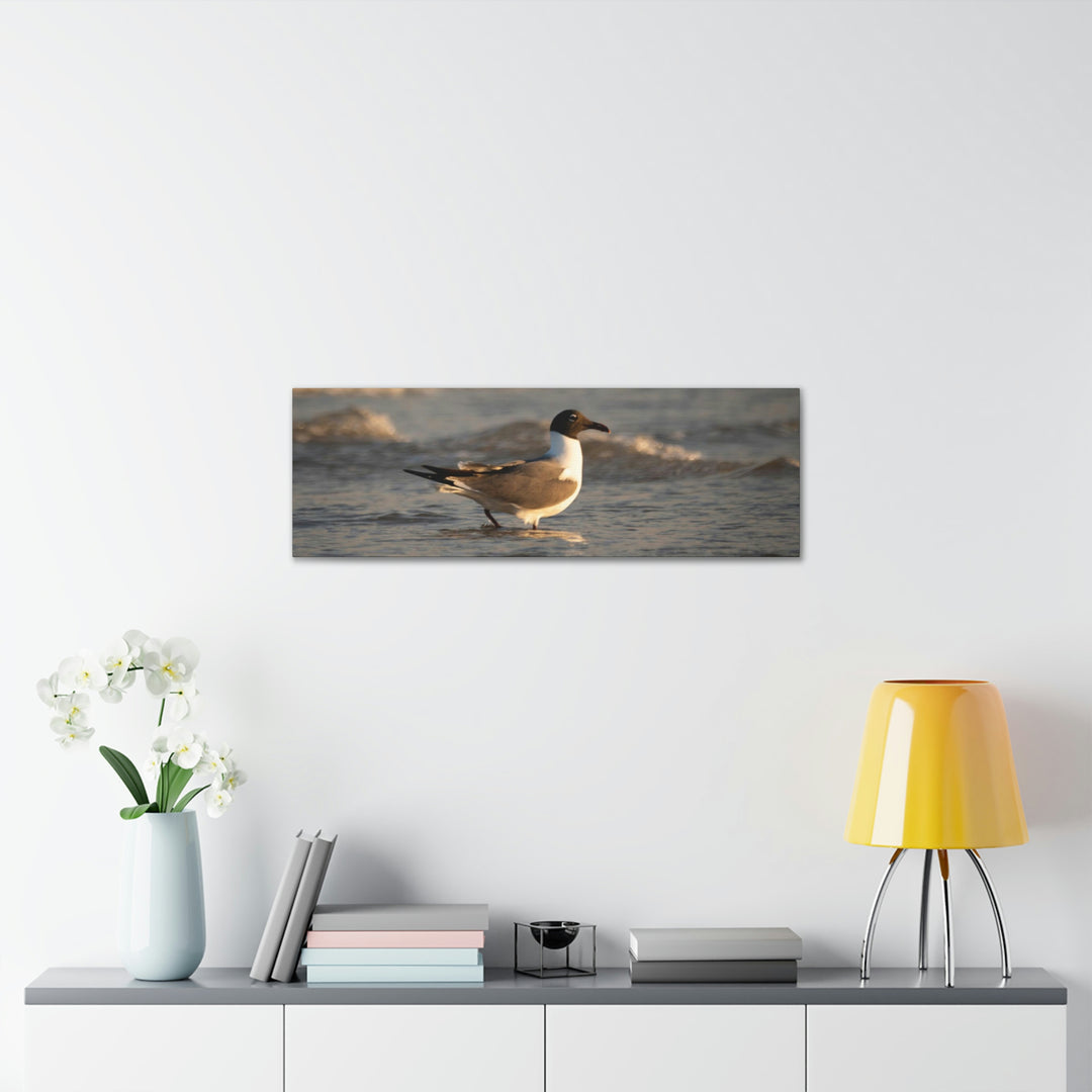 Laughing Gull in the Surf - Canvas