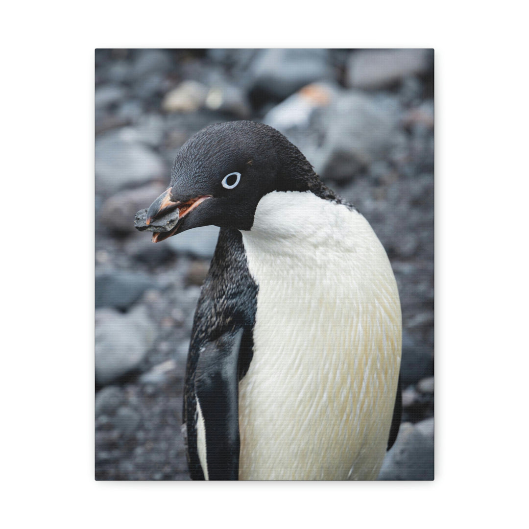 A Penguin's Pebble - Canvas