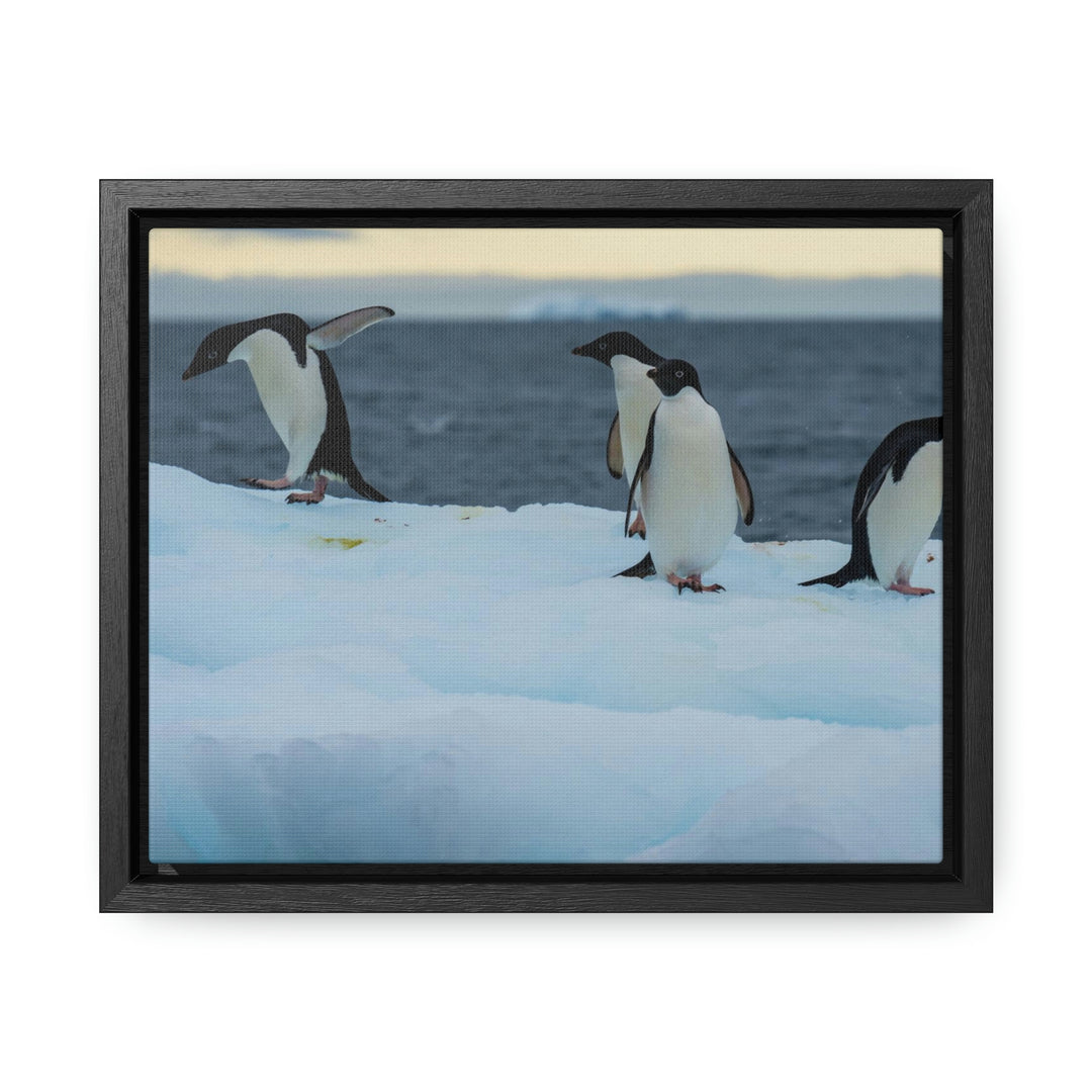 Penguin Dance - Canvas with Frame