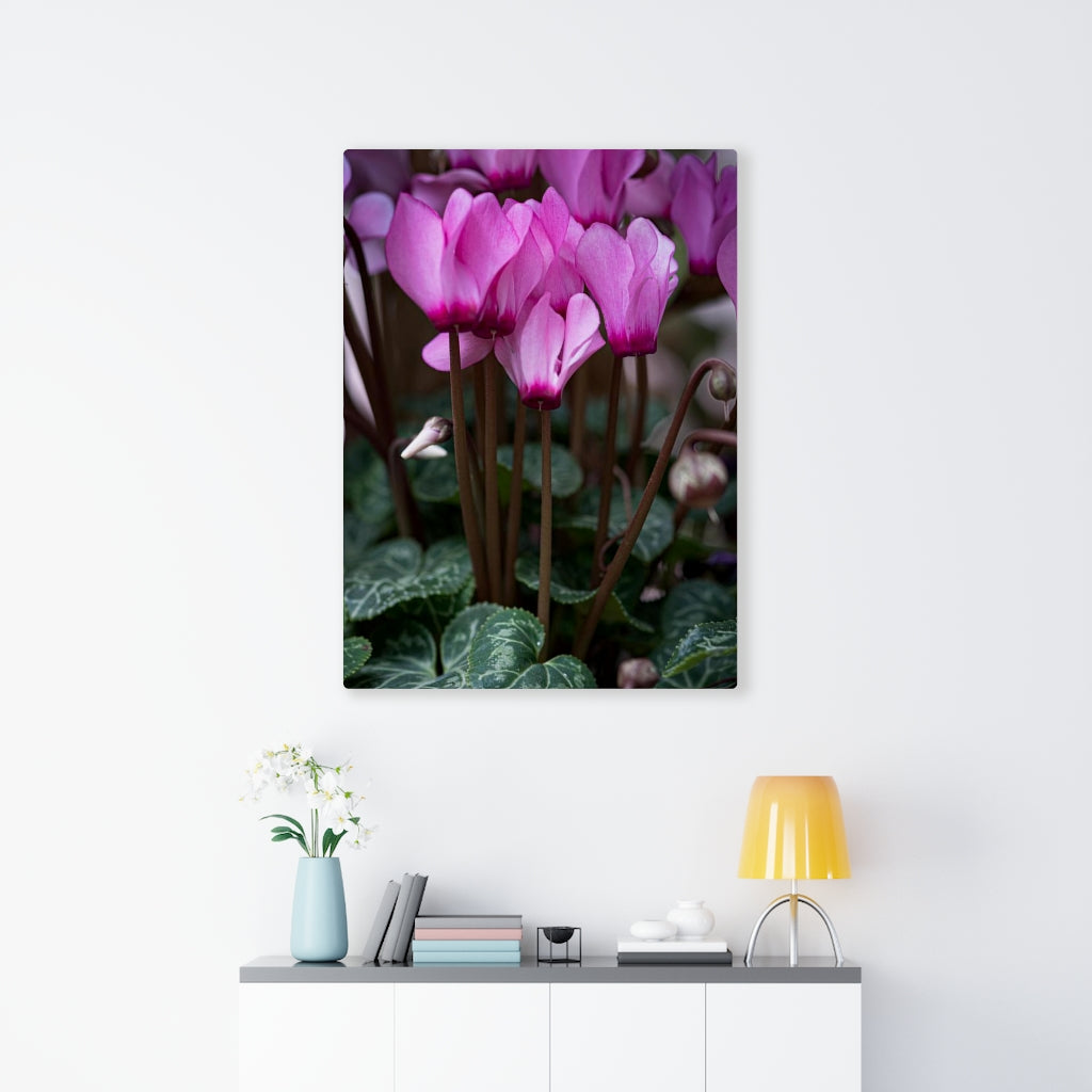 Cyclamen Reach - Canvas