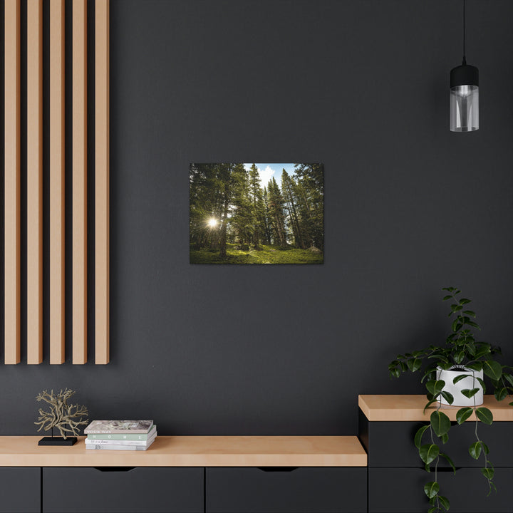 Forest Light - Canvas