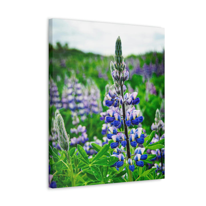 Glowing Lupin - Canvas