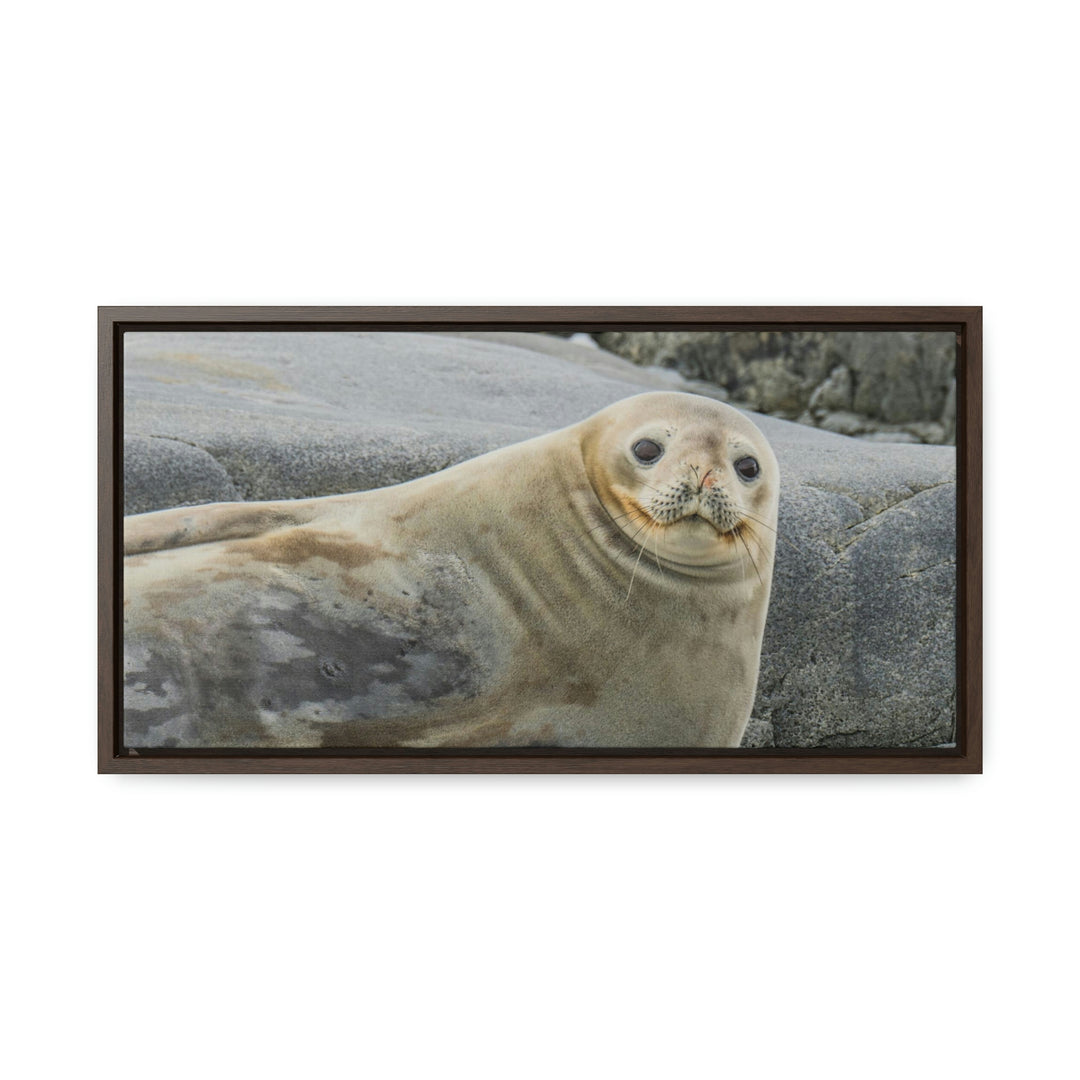 Weddell Smile - Canvas with Frame